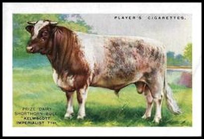 5 Dairy Shorthorn Cattle